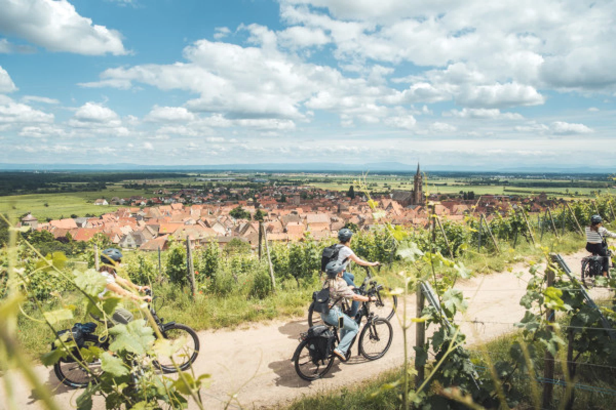 Balade à vélo sur la Route des Vins - Bonjour Alsace