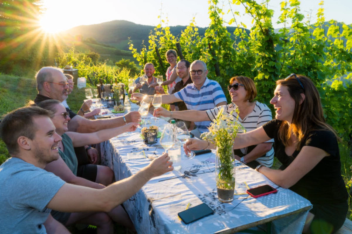 BALADES AU CRÉPUSCULE DANS LES VIGNES - Bonjour Alsace