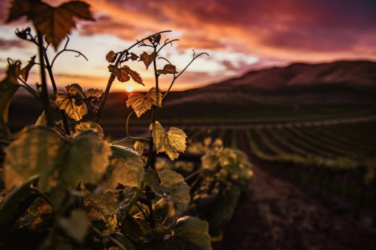 BALADES AU CRÉPUSCULE DANS LES VIGNES - Bonjour Alsace