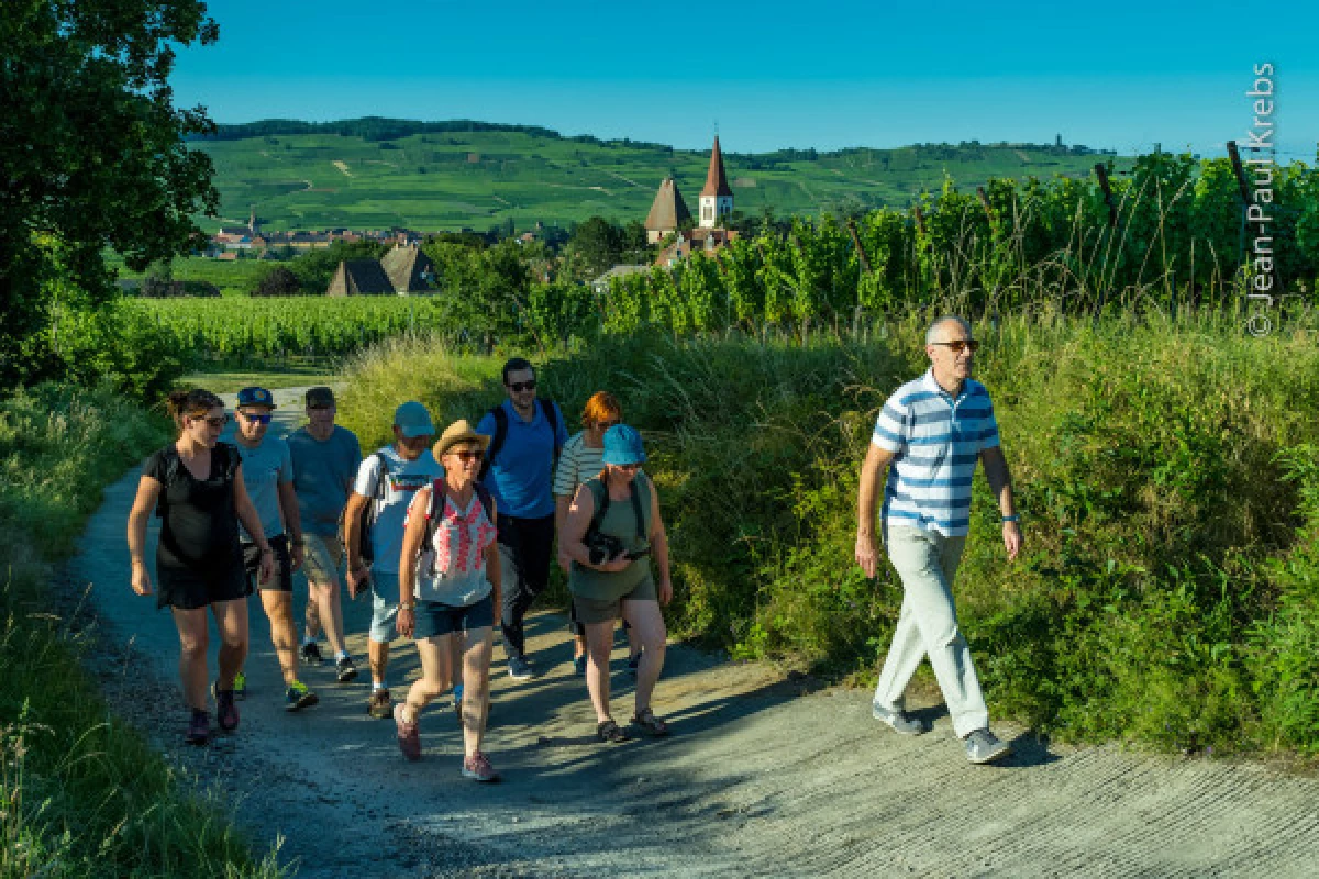 BALADES AU CRÉPUSCULE DANS LES VIGNES - Bonjour Alsace