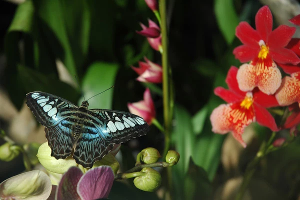 Billet d'entrée coupe-file - Jardins des Papillons - Bonjour Alsace