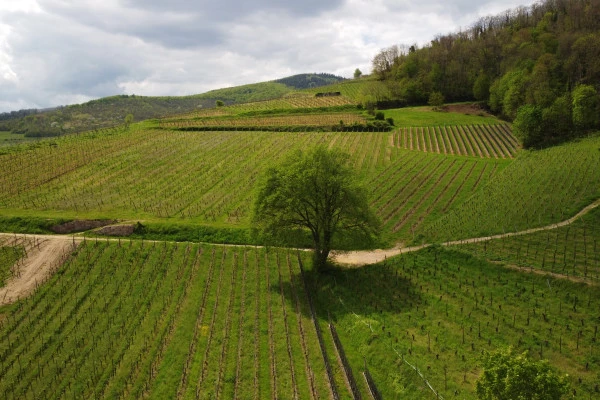 Biodynamie : Un Vigneron vous Explique la Différence! - Bonjour Alsace