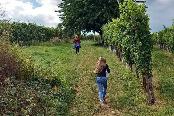 Chasse au Trésor dans le vignoble du Marckrain - Bonjour Alsace