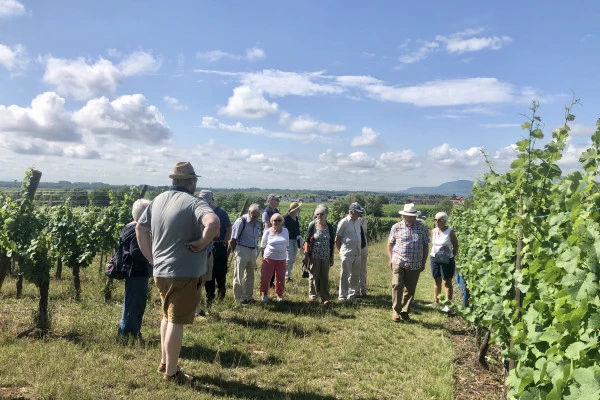 Découverte vigneronne : l'âme d'un domaine - Bonjour Alsace