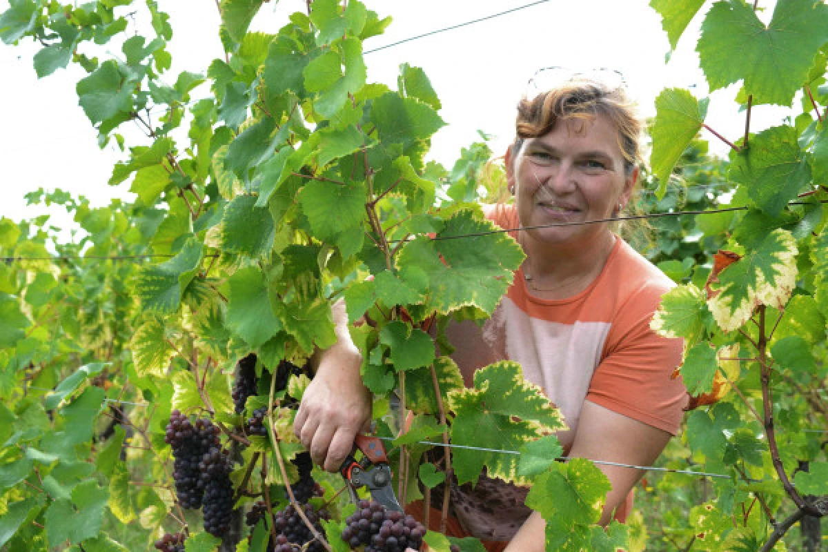 Osez le vin au féminin - Découverte Domaine Gueth - Bonjour Alsace