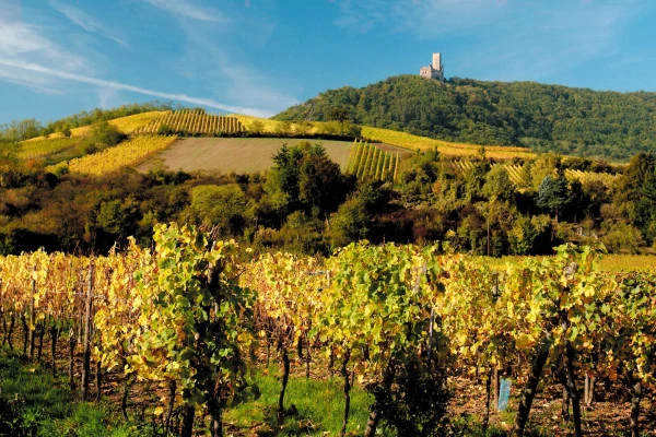 SCHERWILLER #7 - Atelier Tournée des Terroirs - Le Rittersberg et ses vins de granite - Bonjour Alsace