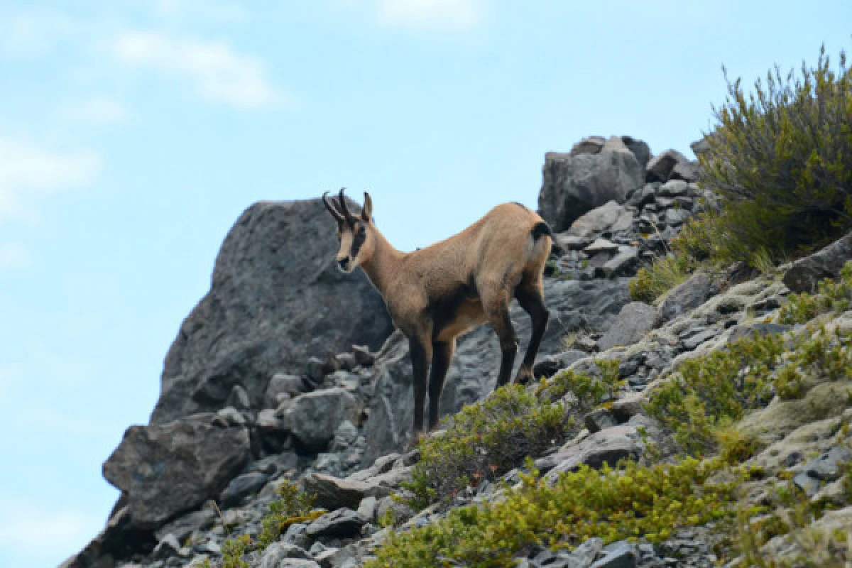 Sortie 'A la rencontre des chamois' - Bonjour Alsace