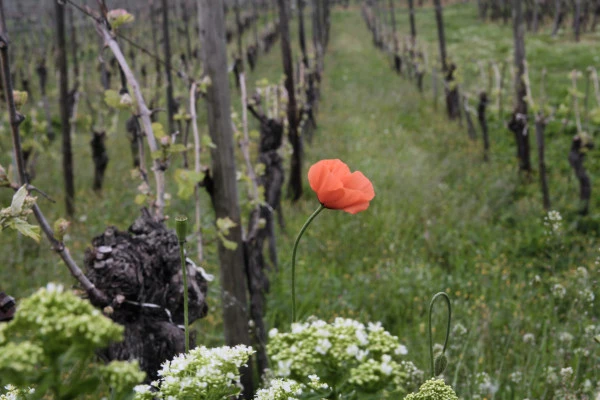 Vins Bio: Découverte et Dégustation avec les Vignerons! - Bonjour Alsace
