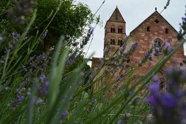 Visite guidée : Sigolsheim et le célèbre vin de Sigold - Bonjour Alsace